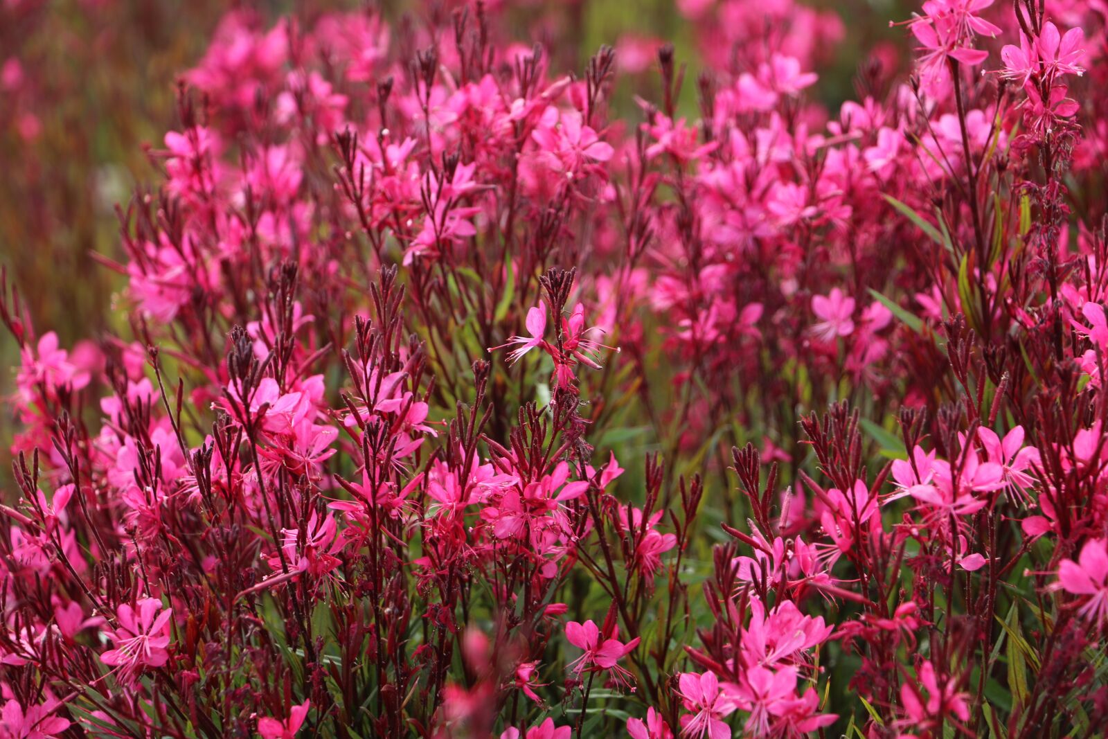 Canon EOS 70D sample photo. Flowers, nature, pink photography