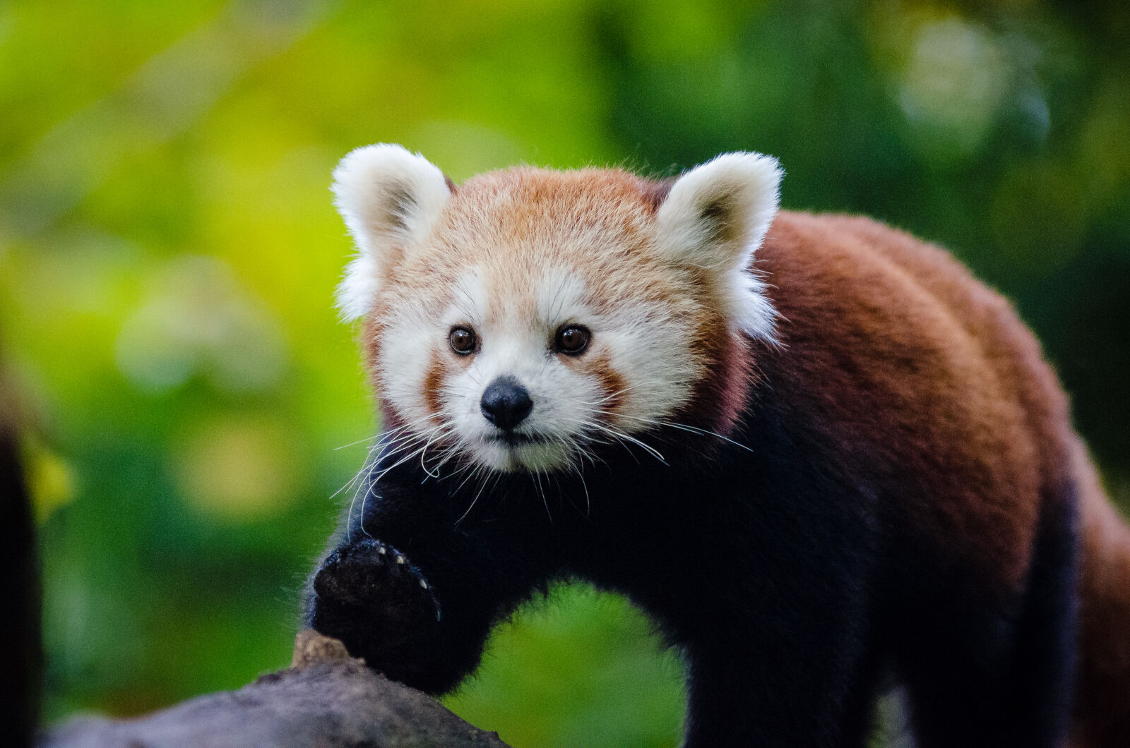 AF Zoom-Nikkor 80-200mm f/2.8 ED sample photo
