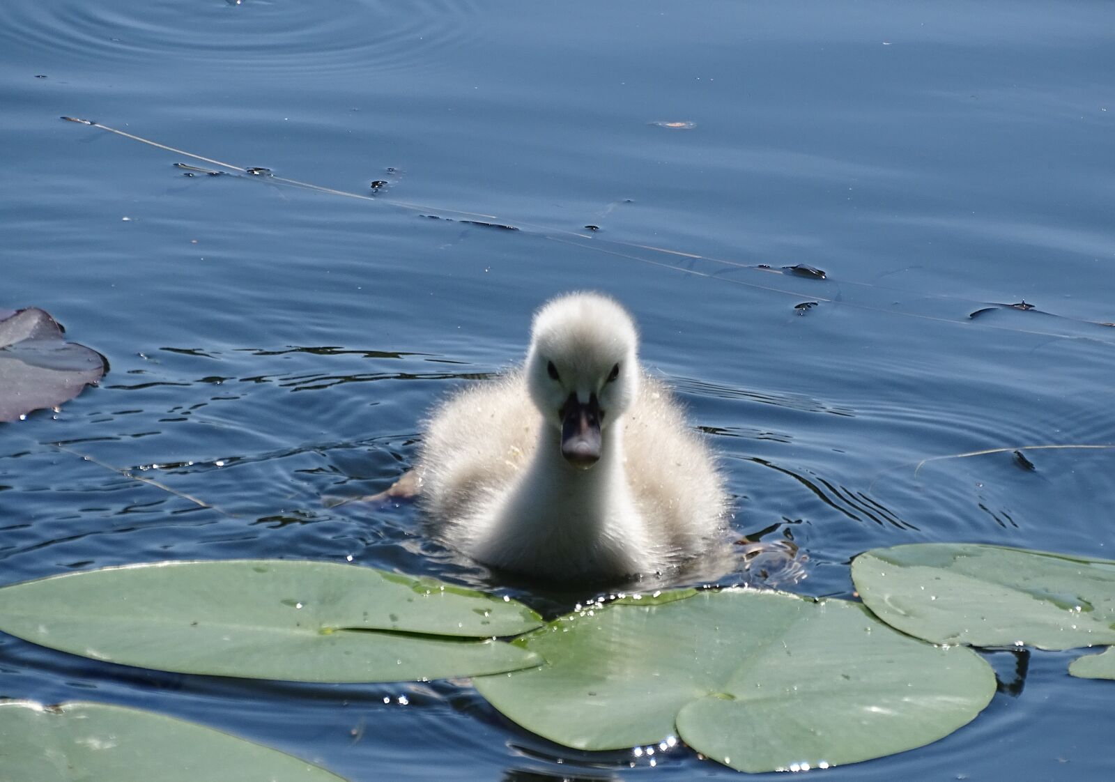 Sony Cyber-shot DSC-HX400V sample photo. Swan, chicks, young animal photography