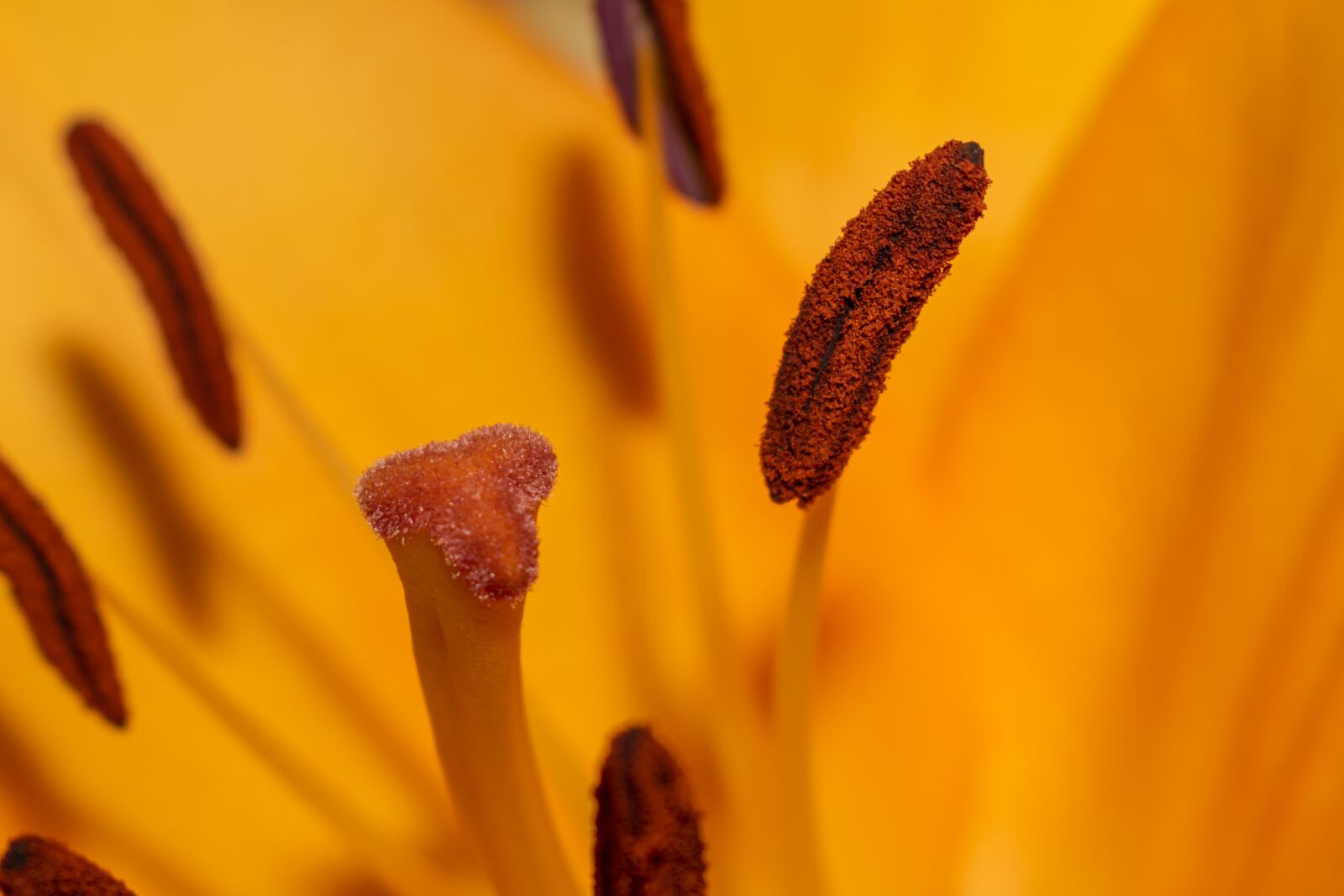 Nikon D5300 sample photo. Lily, scar, anther photography