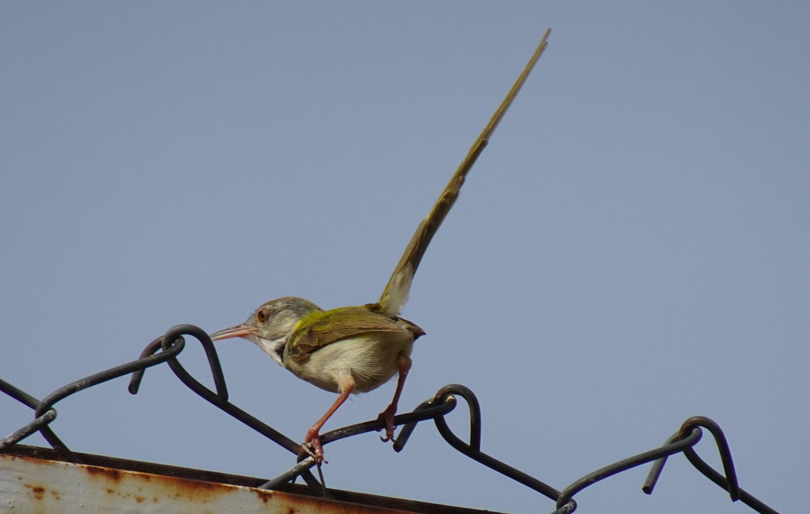 Sony DSC-WX800 sample photo. Bird, common tailorbird, orthotomus photography