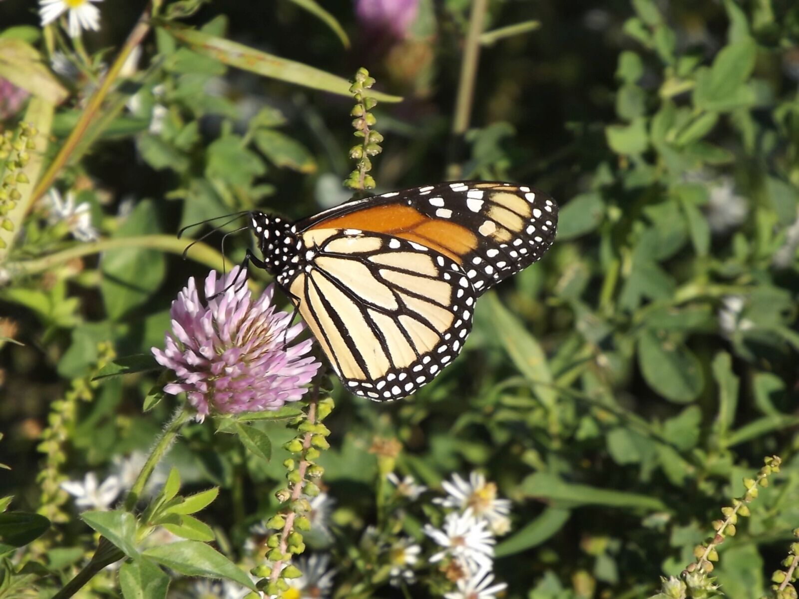 Fujifilm FinePix S3400 sample photo. Fauna, butterfly, summer photography