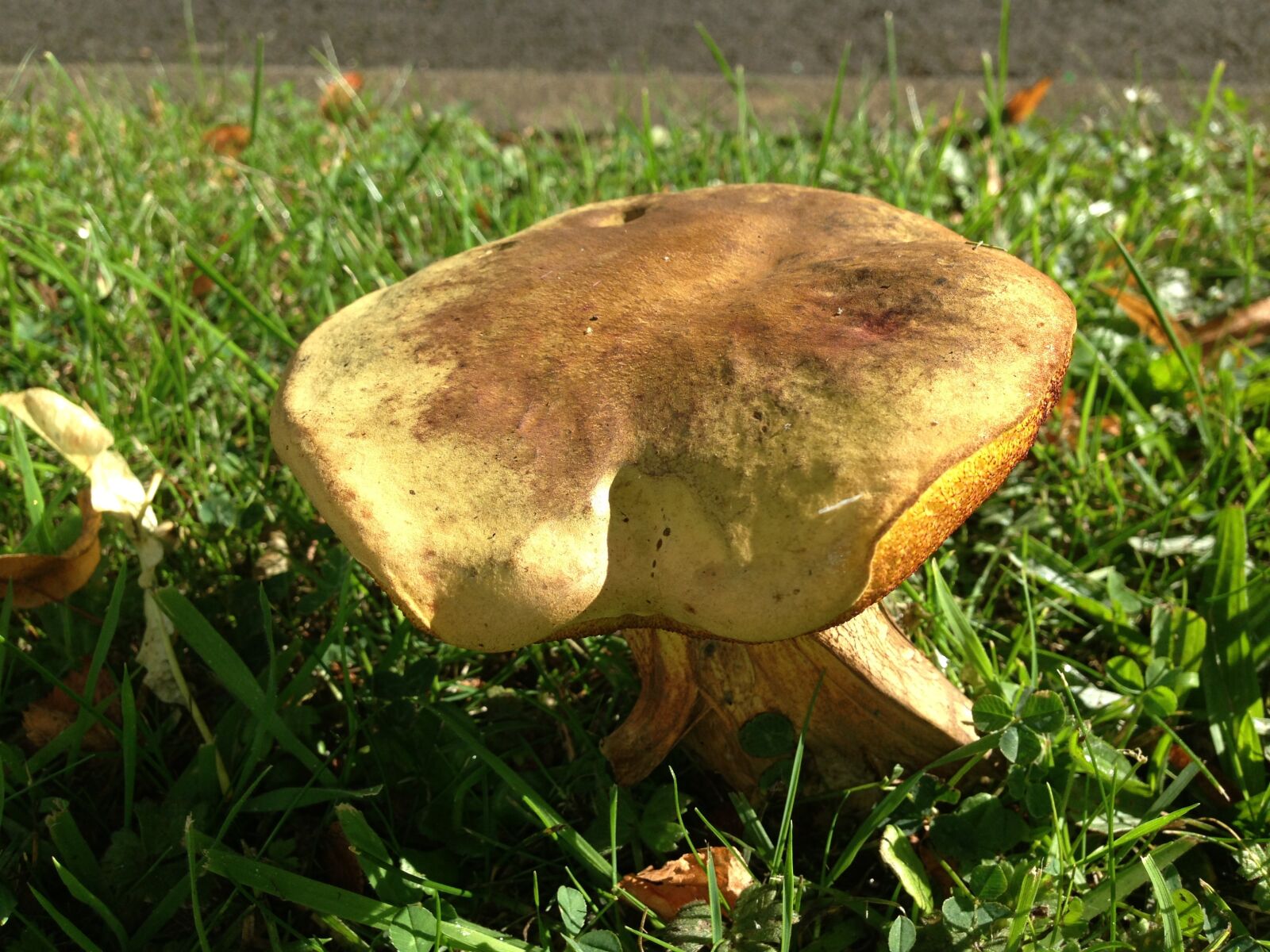 iPhone 5 back camera 4.12mm f/2.4 sample photo. Mushroom, grass, closeup photography