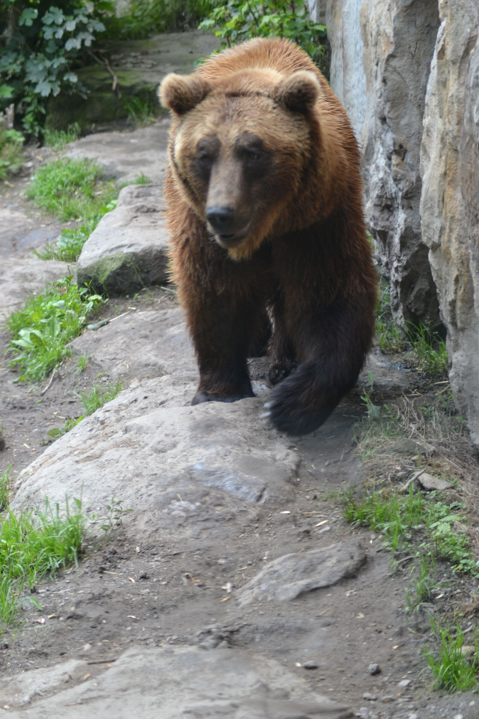 Nikon D3100 sample photo. Alps, bears, brown, bear photography