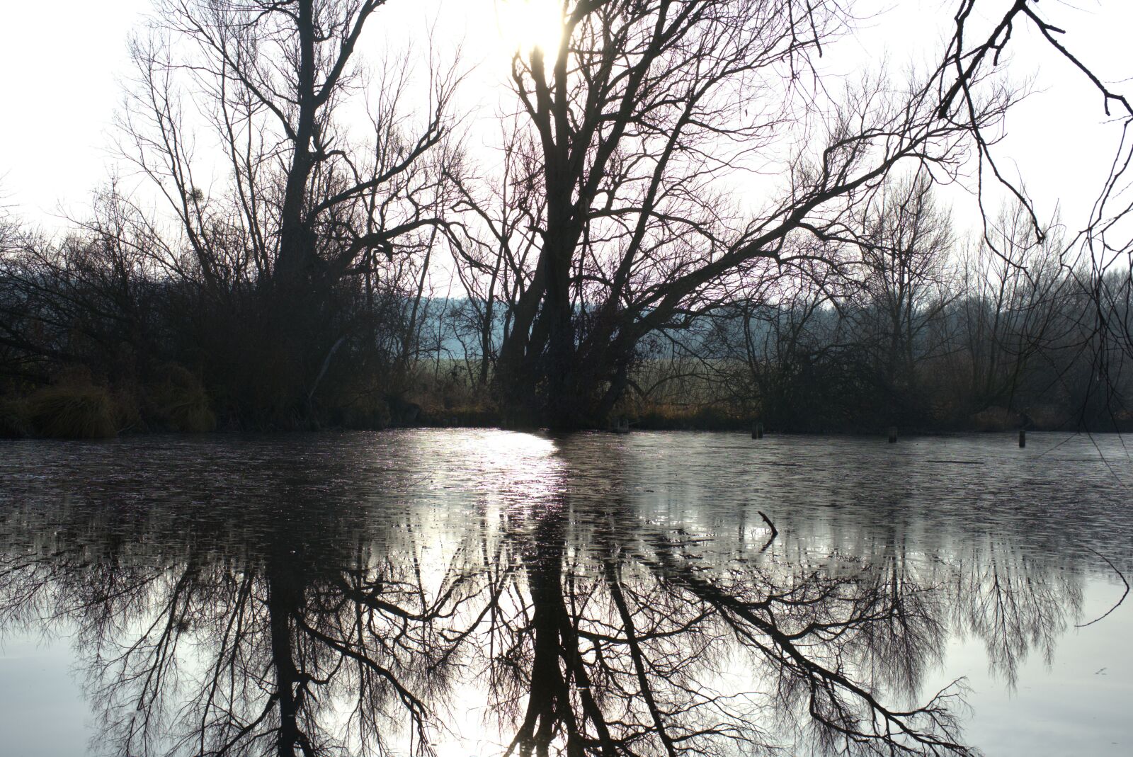 Sony FE 50mm F2.8 Macro sample photo. Idyllic, forest, lake photography