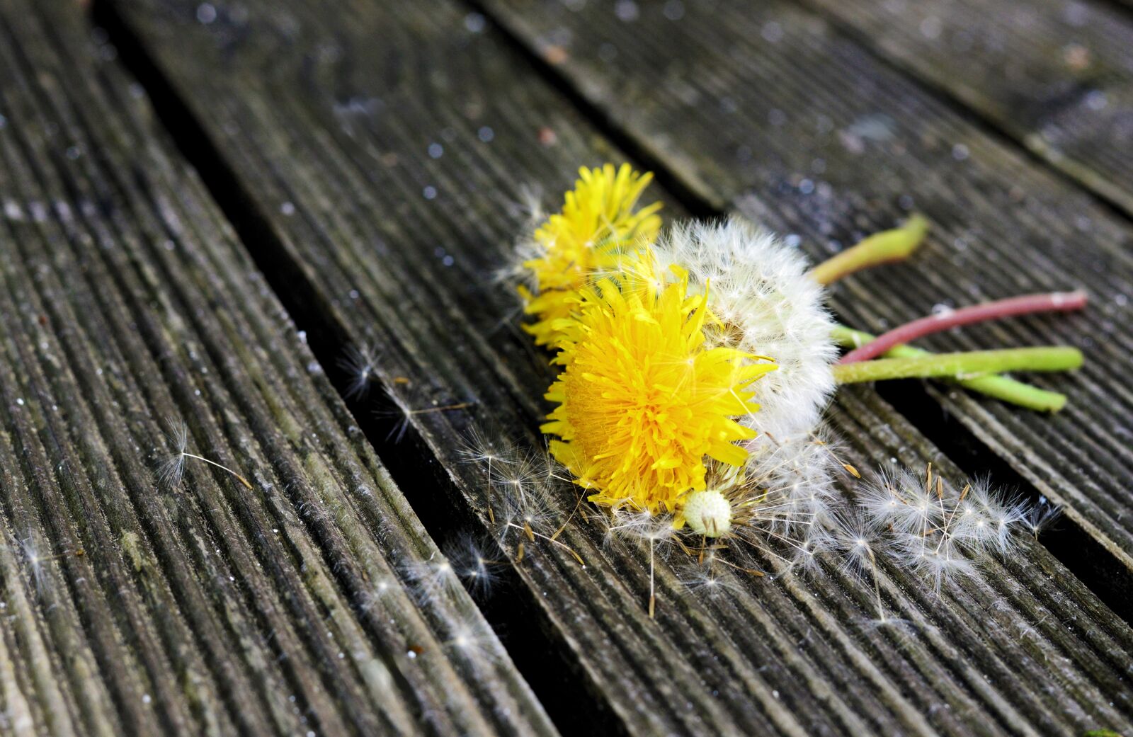 Nikon D610 sample photo. Dandelion, transience, plant photography