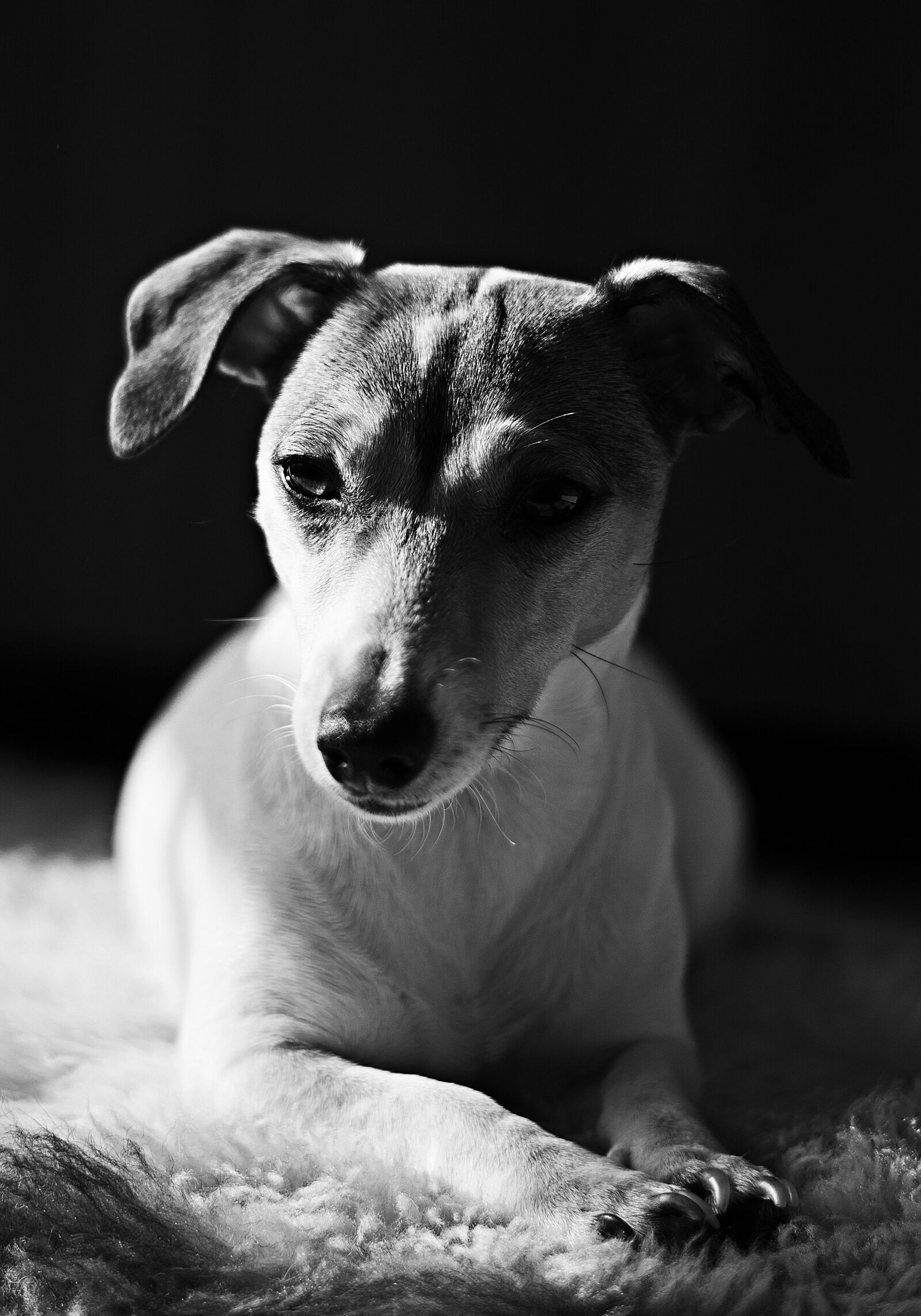 Nikon D7100 sample photo. Dog, portrait, animal portrait photography