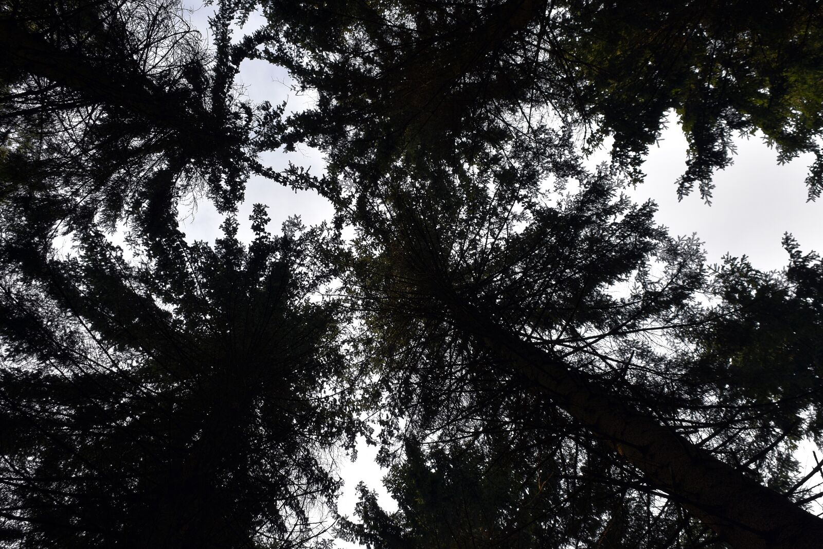 Nikon D3400 sample photo. Nature, crown, forest photography