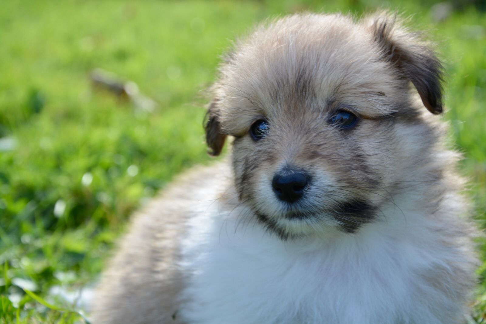 Nikon D5200 sample photo. Puppy, dog, pup photography