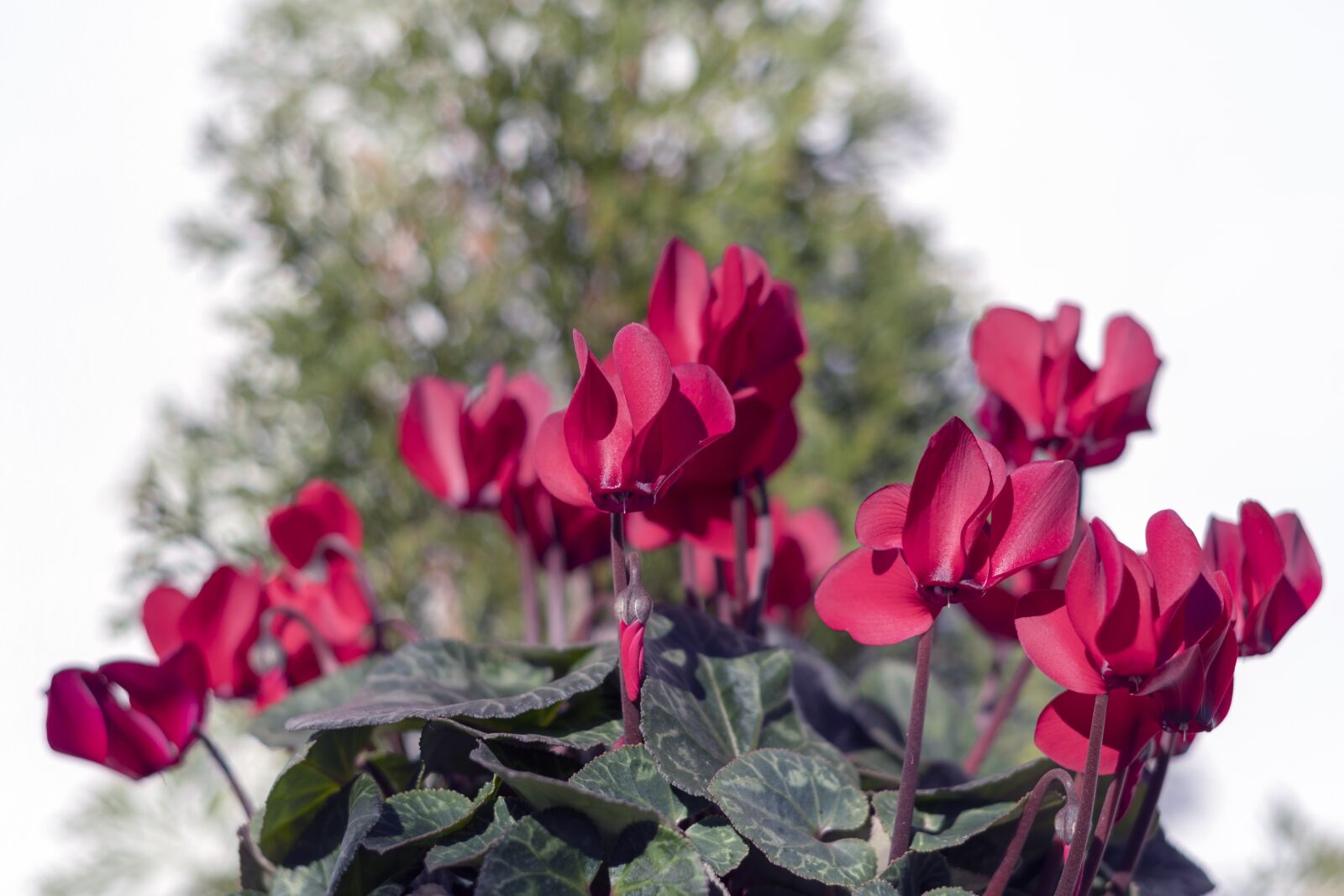 Nikon D7500 sample photo. Violets, flowers, violet photography