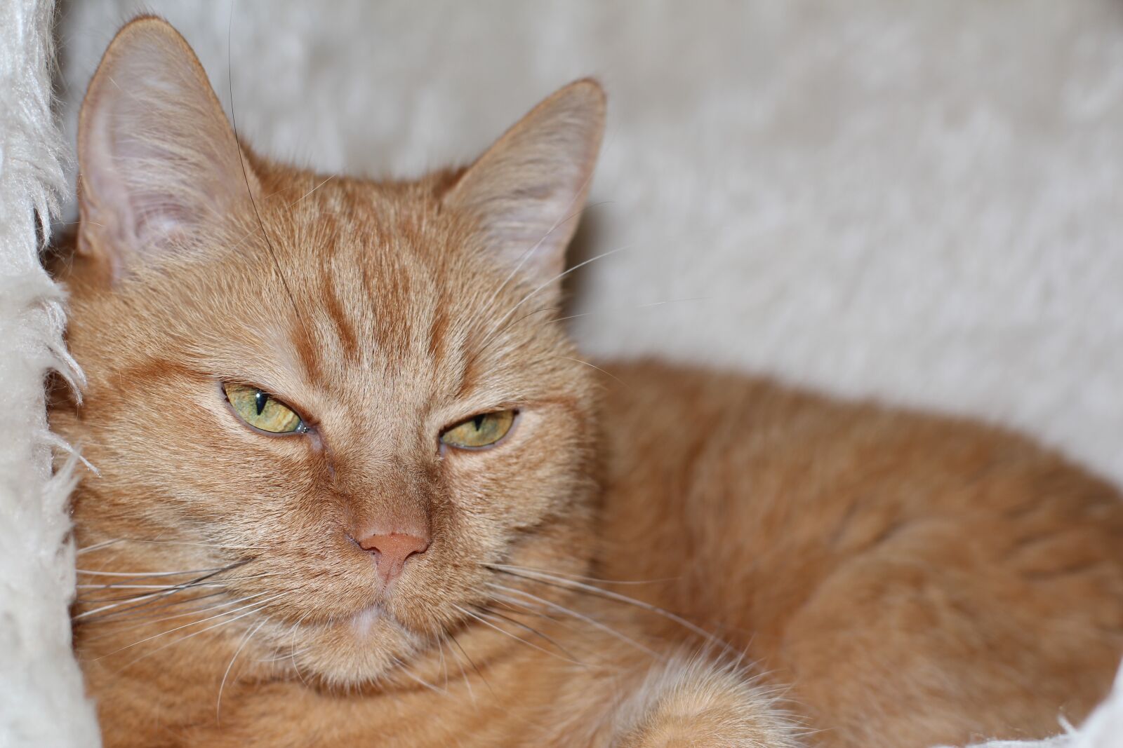 Canon EOS 600D (Rebel EOS T3i / EOS Kiss X5) + Canon EF 50mm F1.4 USM sample photo. Cat, domestic cat, red photography