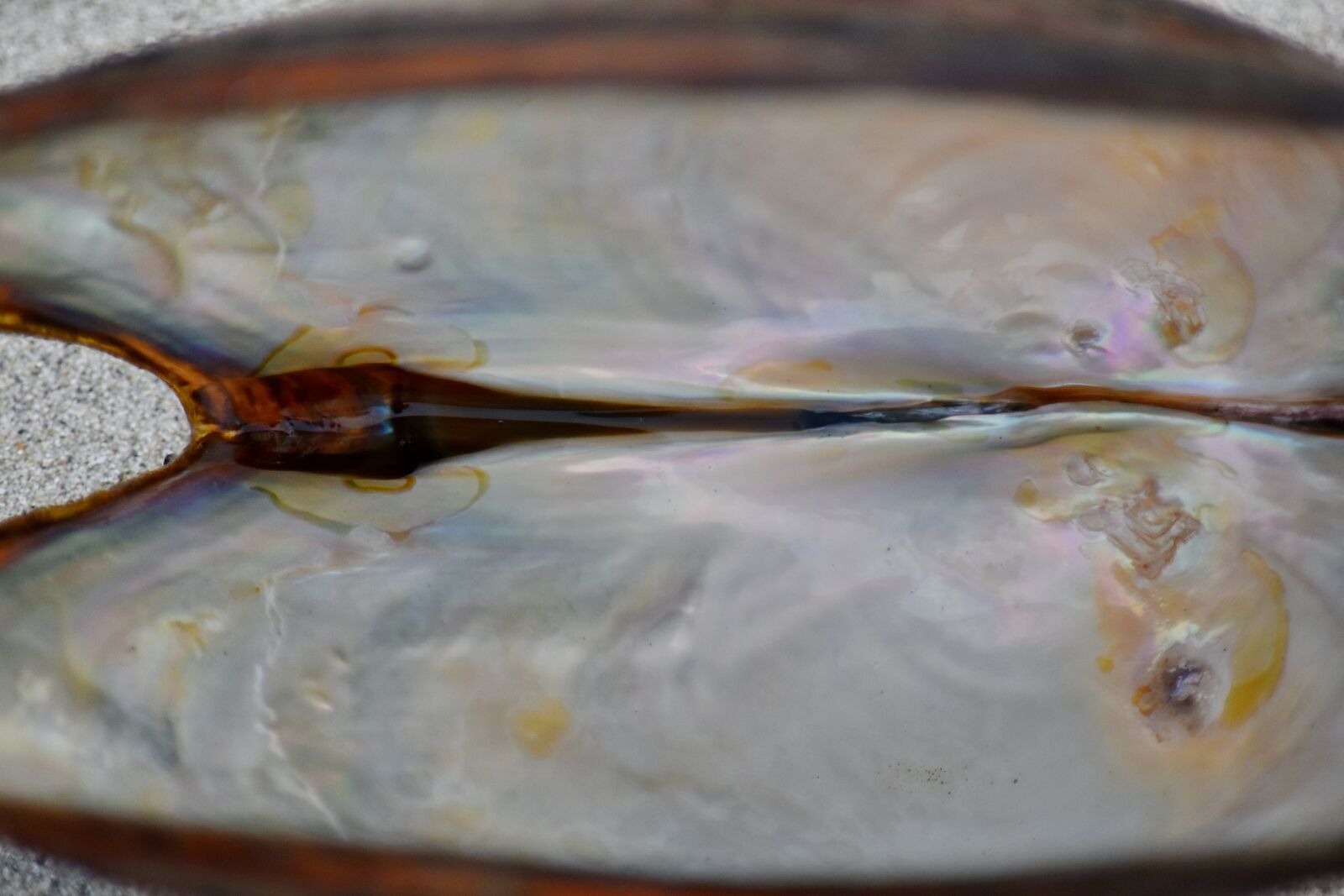 Nikon D5500 sample photo. Close-up, detail, empty, mussel photography
