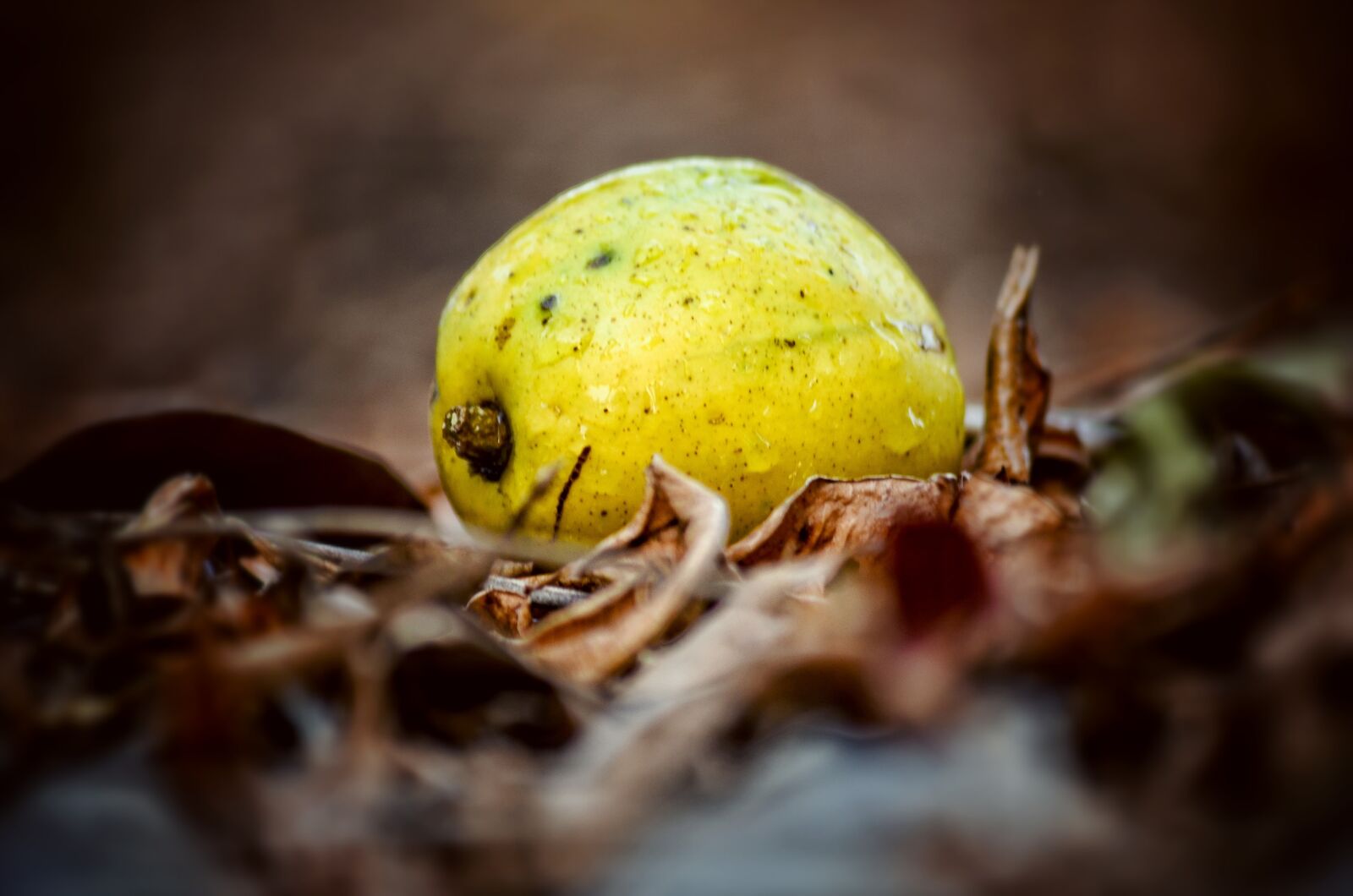 Nikon D5100 sample photo. Golden apple, fruit, ripe photography