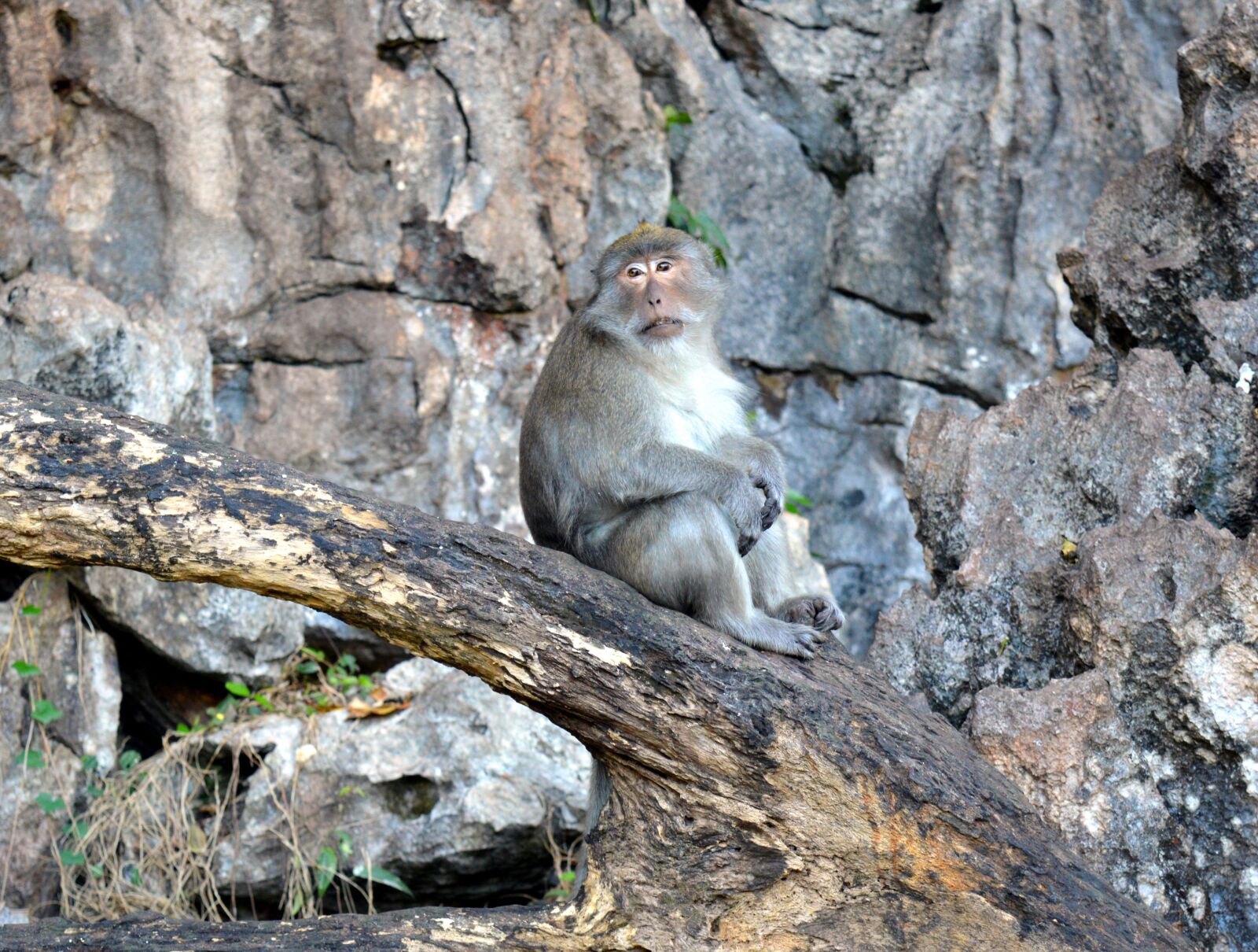 Nikon D3200 sample photo. Monkey, rhesus monkeys, primate photography