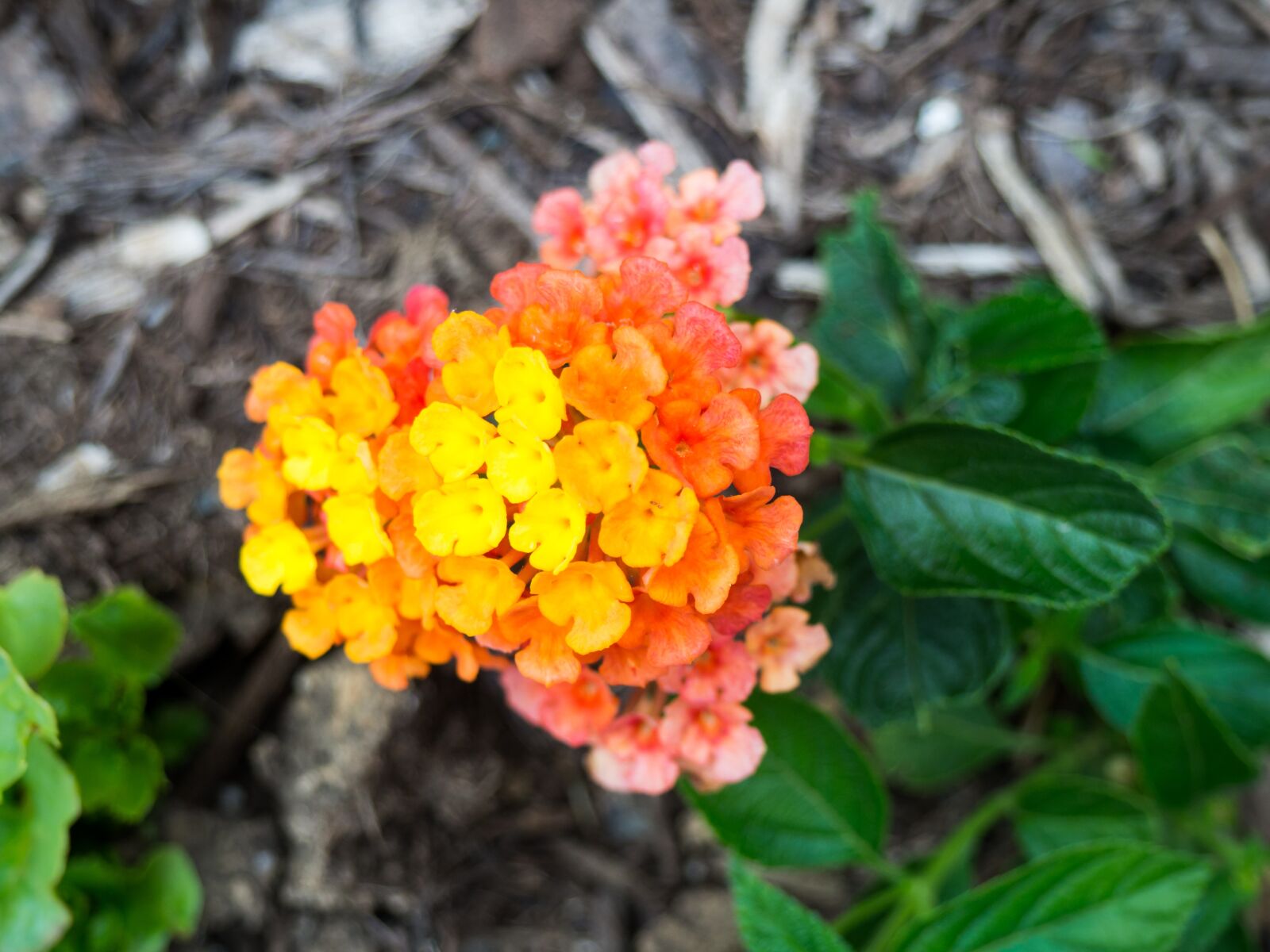 Olympus OM-D E-M10 sample photo. Outdoors, environment, green photography