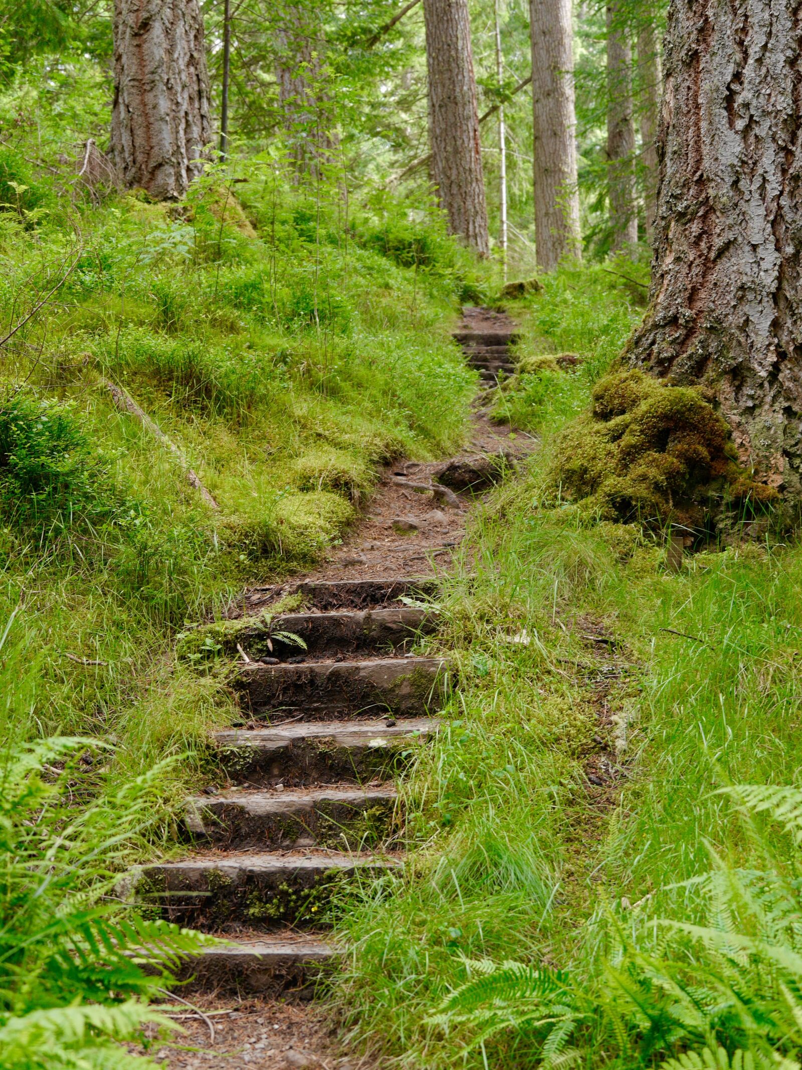 Panasonic Lumix DMC-G6 sample photo. Forest, steps, trees photography