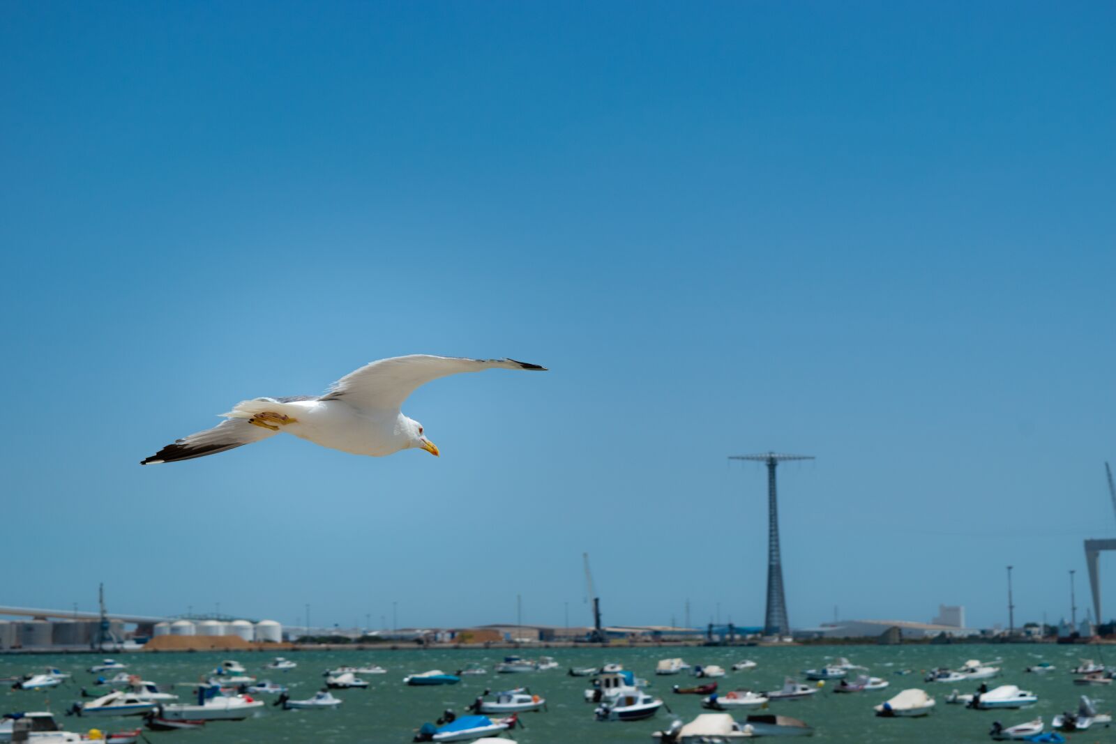 Nikon D5500 sample photo. Seagull, flight, sky photography
