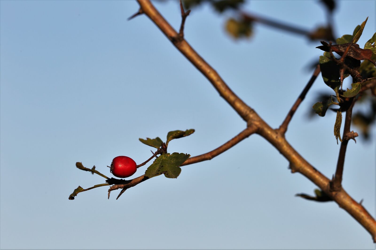 Canon EOS 6D + Canon EF 70-300 F4-5.6 IS II USM sample photo. Hawthorne, red berry, branches photography