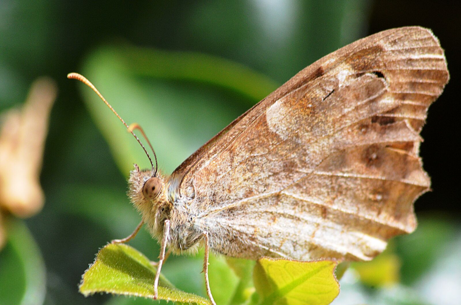 Nikon D5100 sample photo. Butterfly, insect, colorful photography