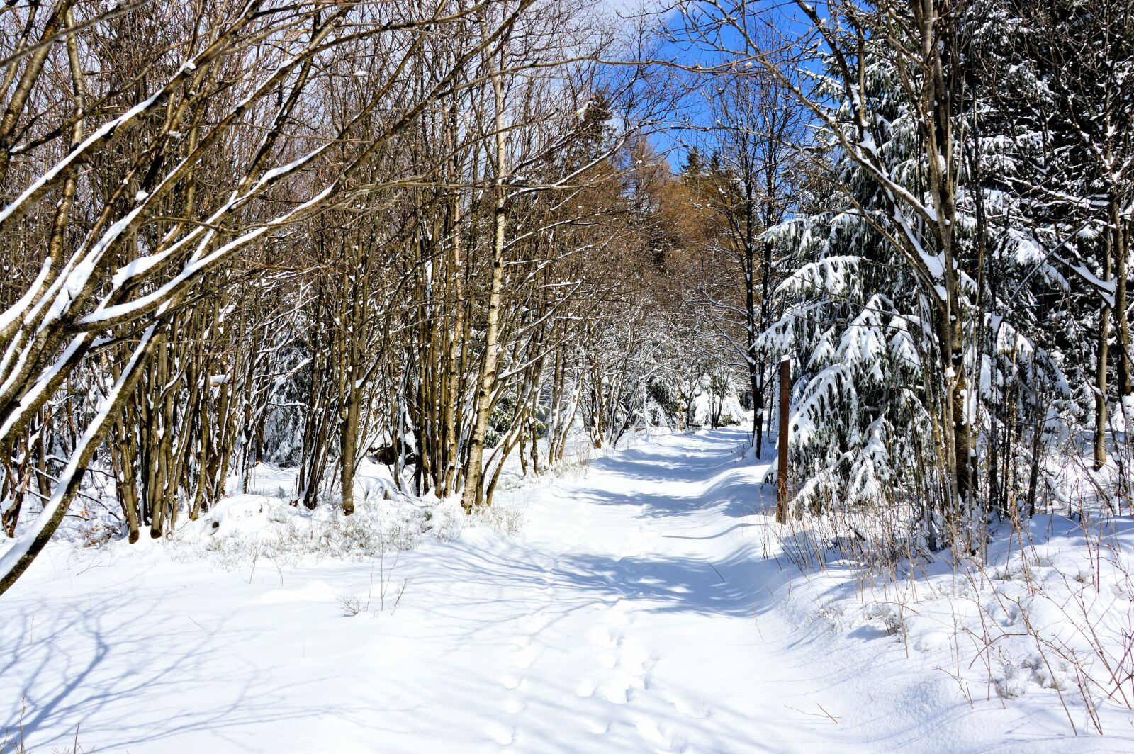 Nikon D3200 sample photo. Winter, forest, snow photography