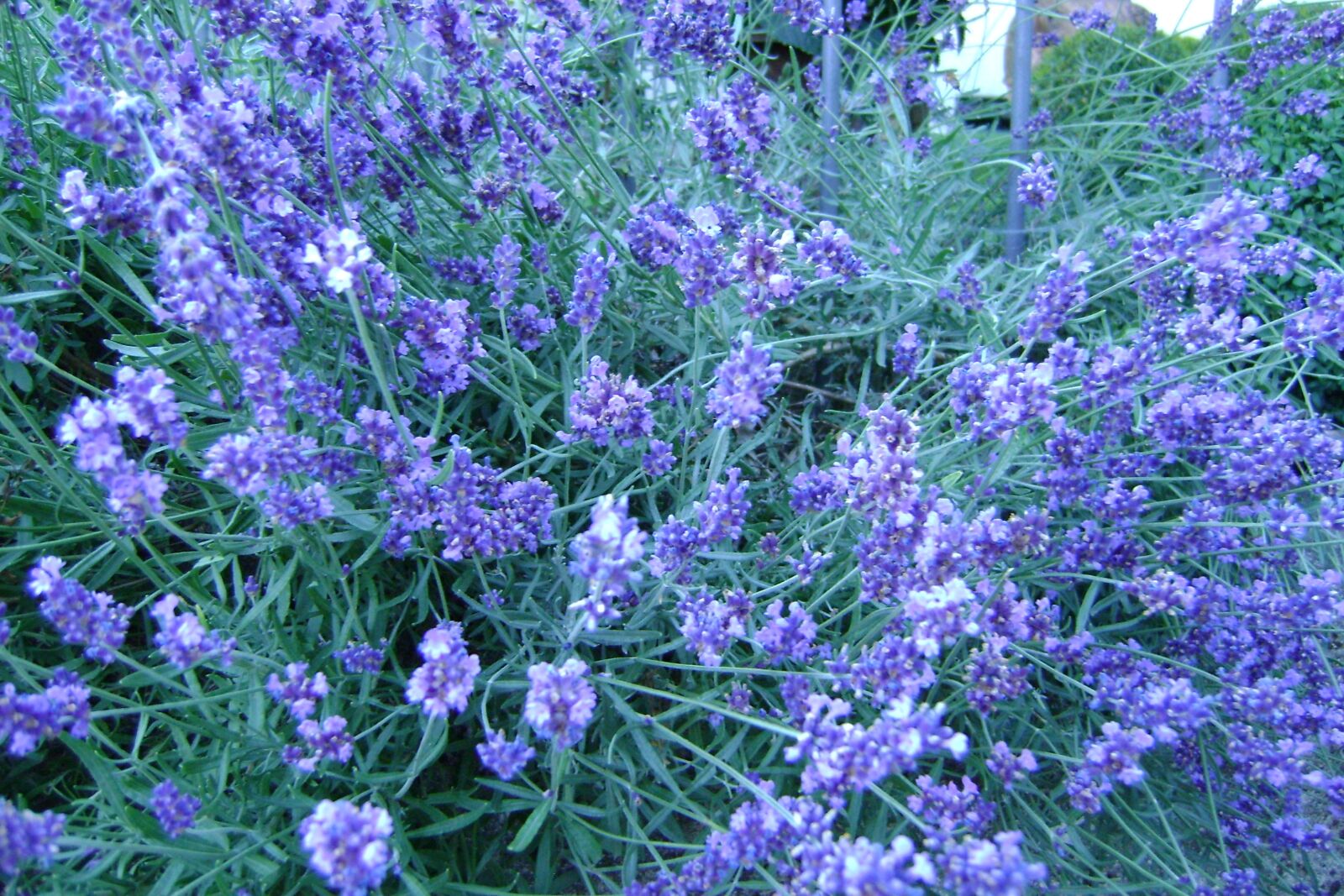 Sony DSC-S730 sample photo. Flowers, lavender, flora photography
