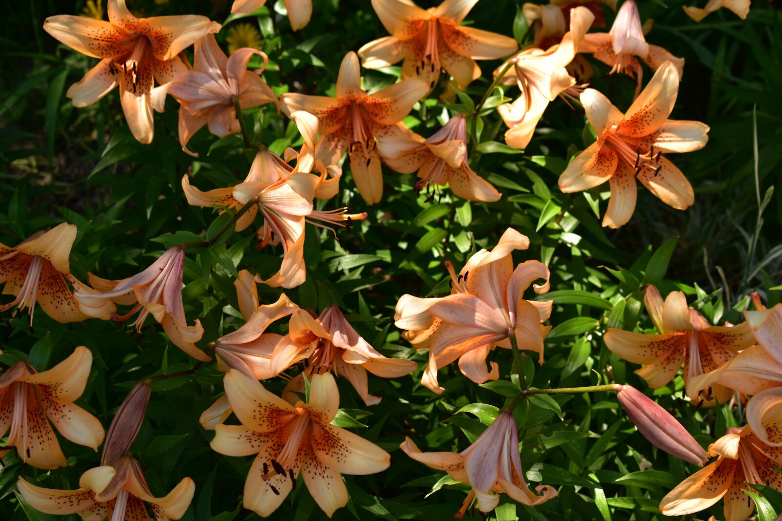 Nikon D3400 sample photo. Nature, flower, summer photography