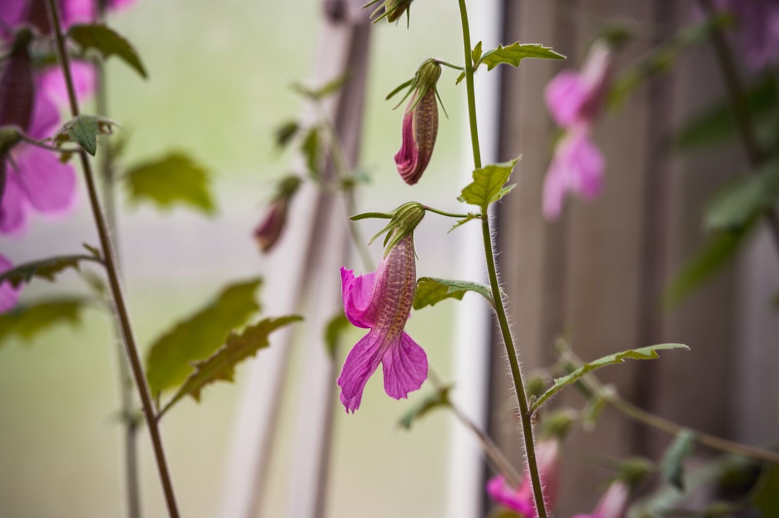 Nikon Z6 sample photo. Haberlea, flower, garden photography