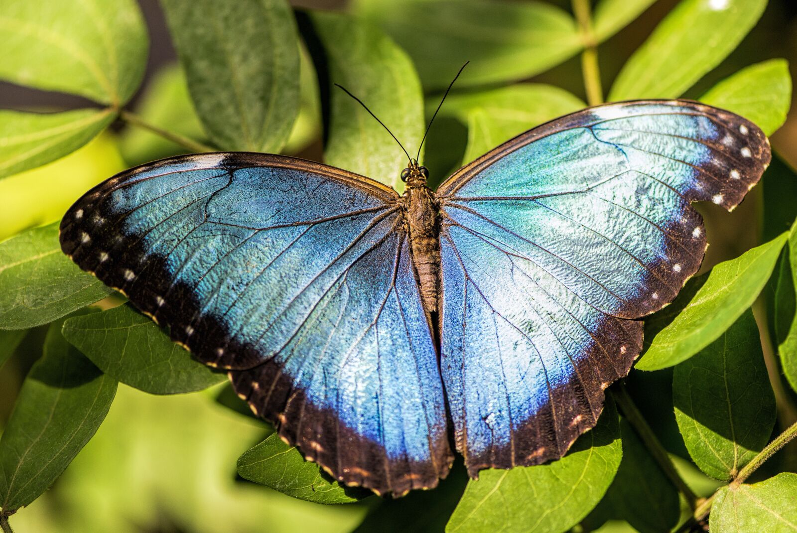 Nikon D610 sample photo. Blue morpho, butterfly, south photography