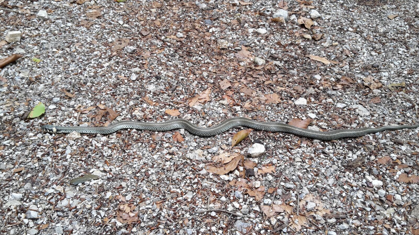 Samsung Galaxy S5 Mini sample photo. Grass snake, snake, road photography