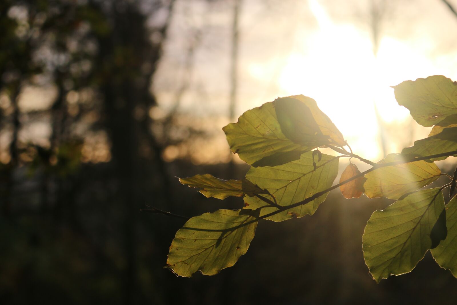 Canon EOS 70D sample photo. Landscape, sun, sunset photography