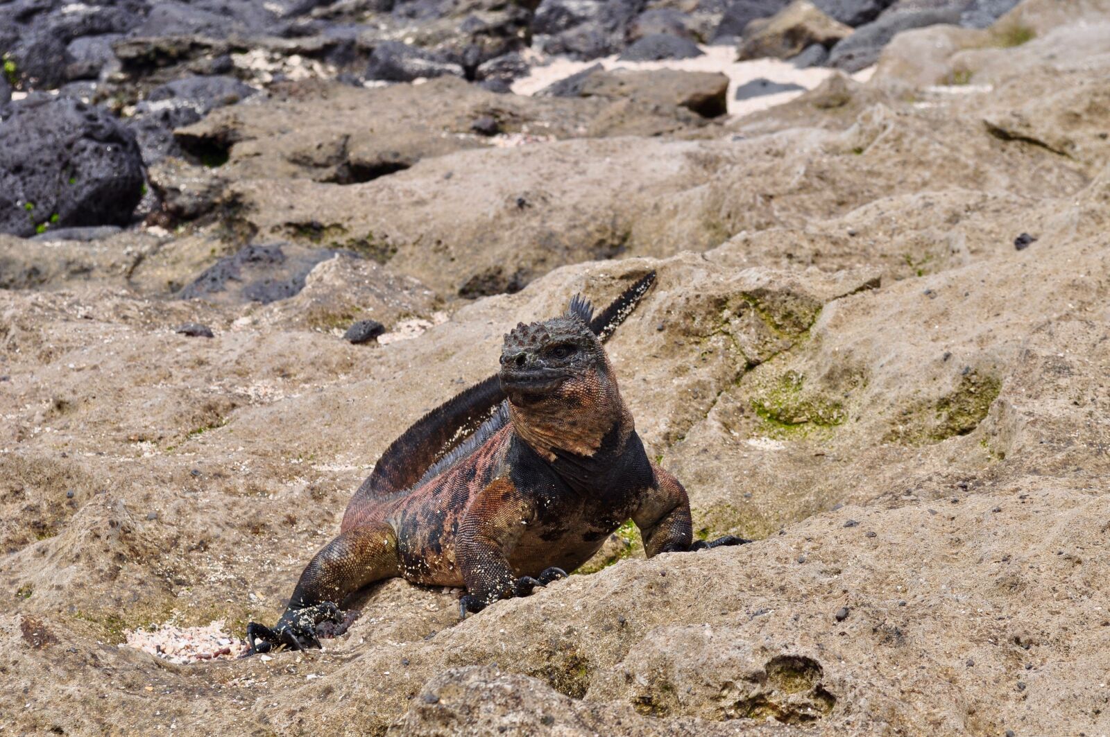Nikon D5000 sample photo. Iguana, wildlife, lizard photography