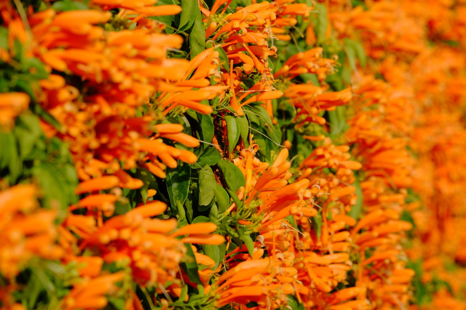 Fujifilm XF 55-200mm F3.5-4.8 R LM OIS sample photo. Artificial, flowers, autumn, leaves photography