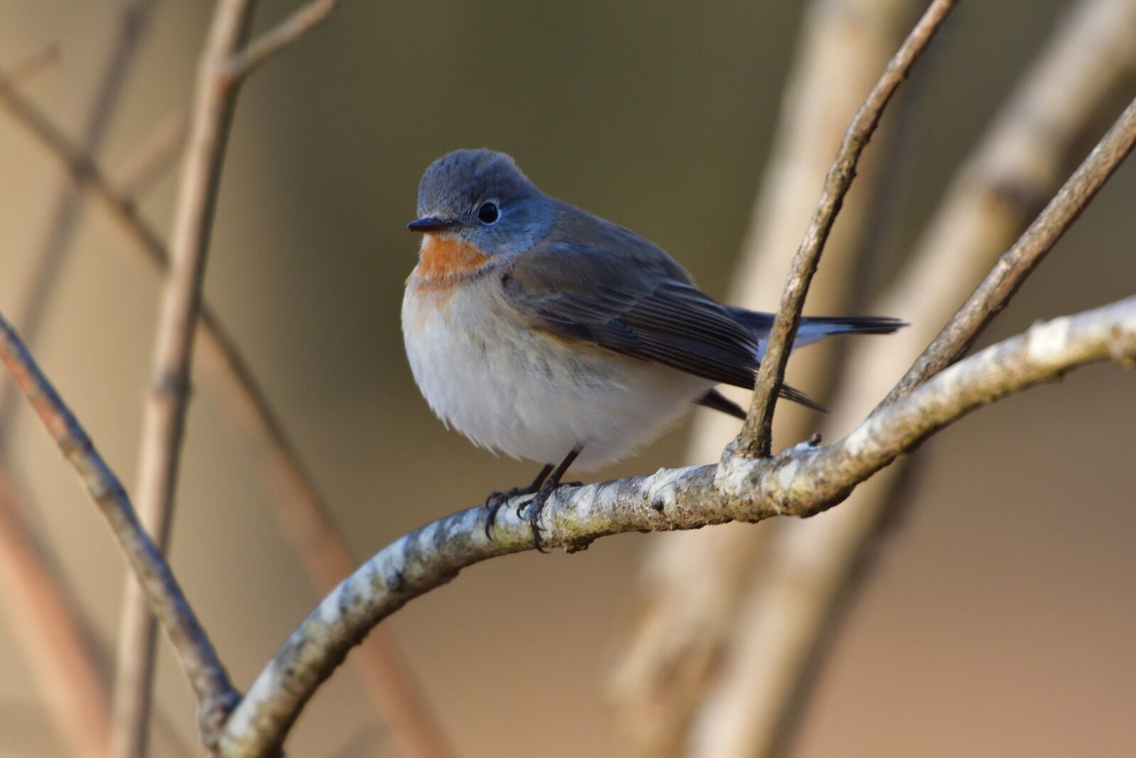 Nikon D500 sample photo. Bird, natural, outdoors photography