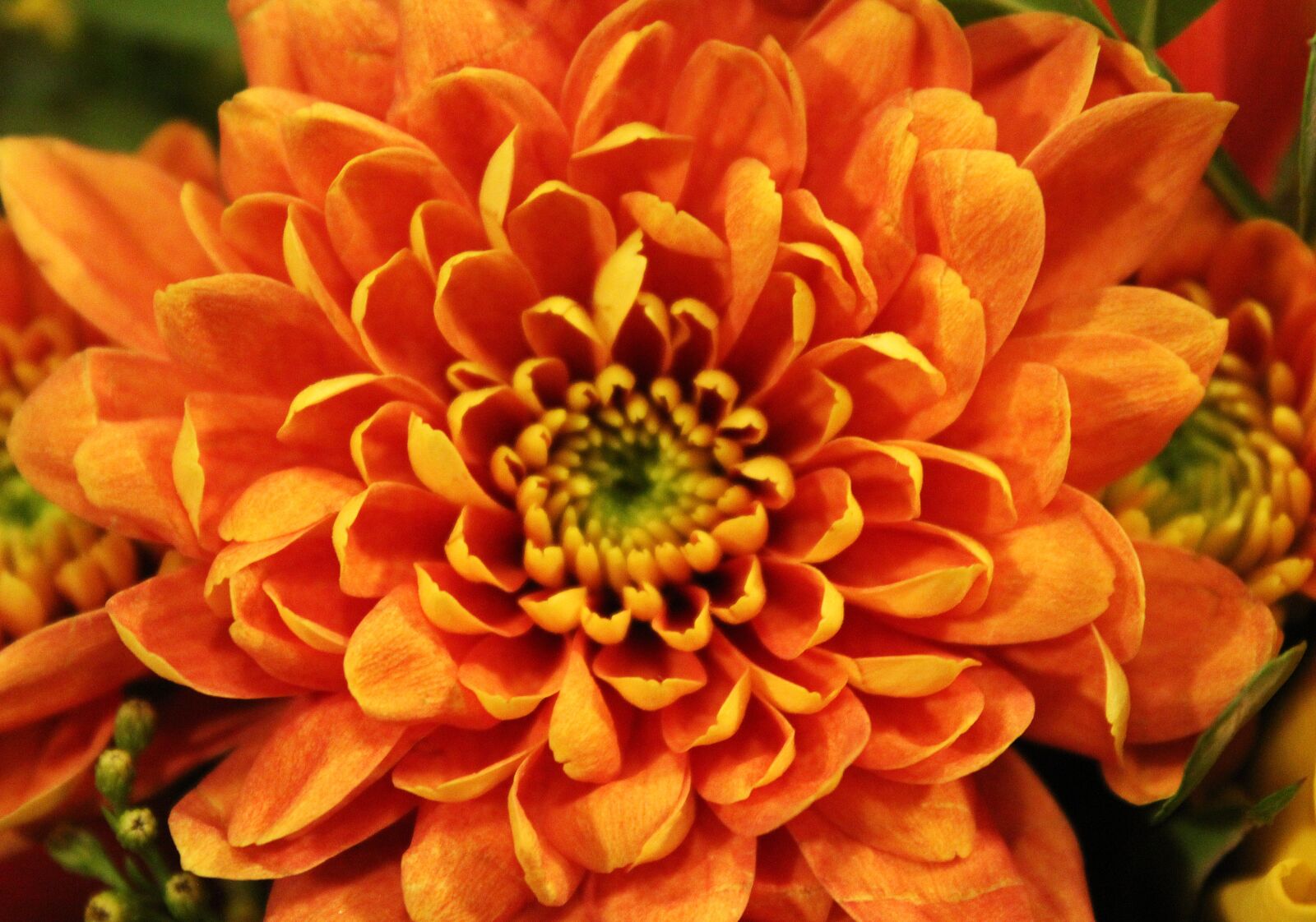 Canon EOS 1300D (EOS Rebel T6 / EOS Kiss X80) sample photo. Dahlia, flower, blossom photography