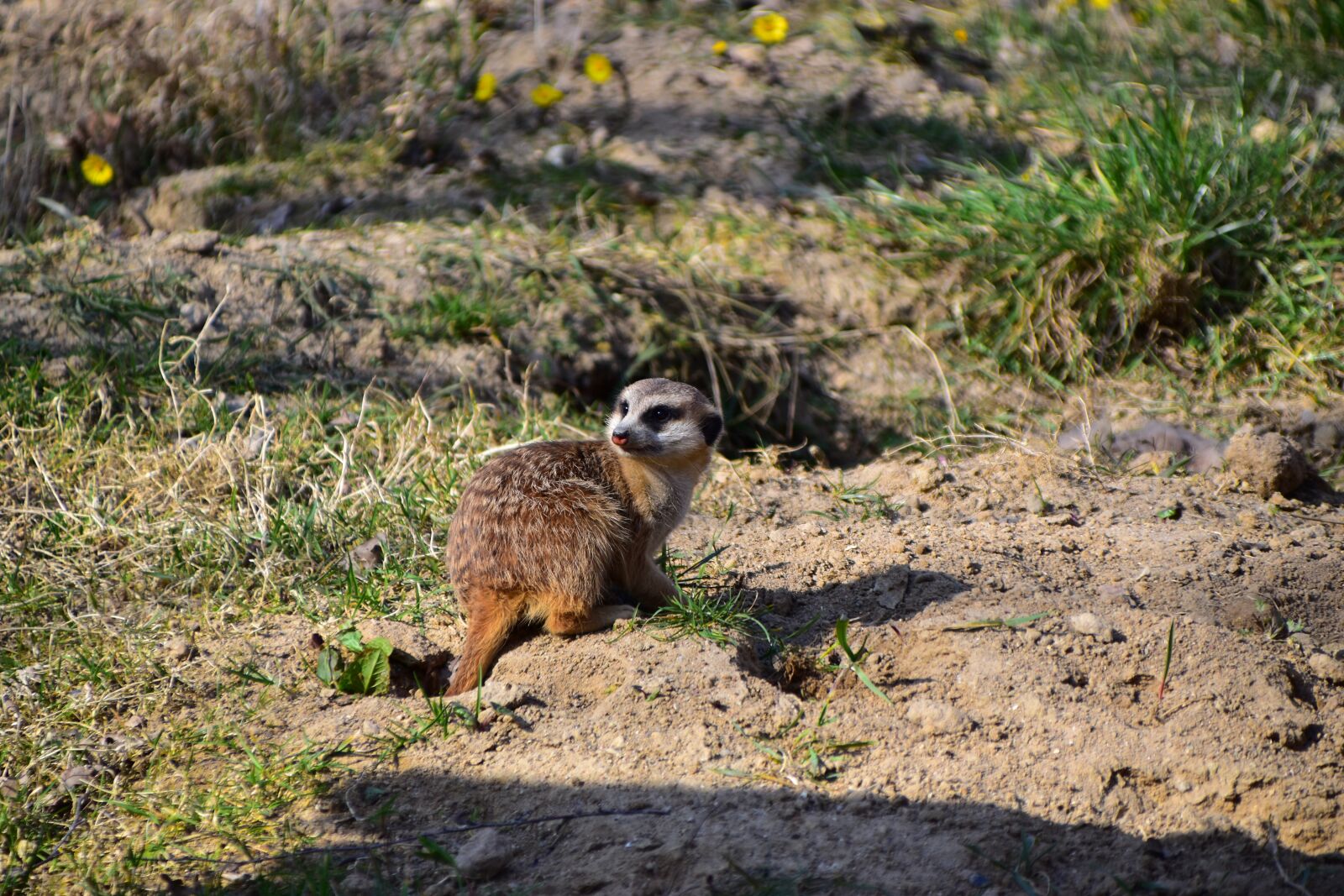 Nikon D5600 sample photo. Meerkat, mongoose, zoo photography
