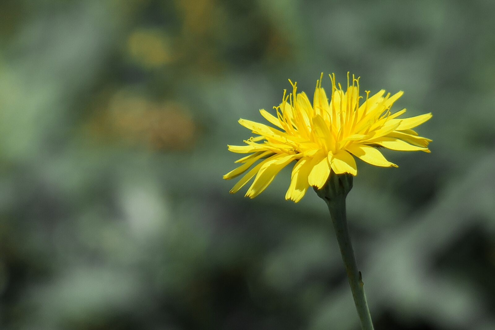 Canon PowerShot G3 X sample photo. Flower, natural, summer photography