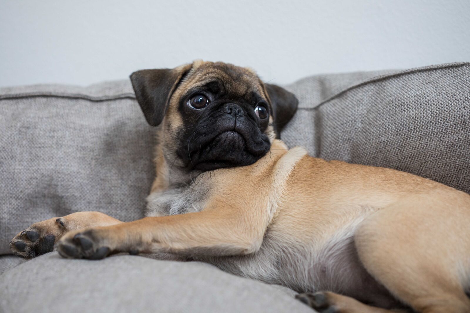 Canon EF 100mm F2.8 Macro USM sample photo. Dog, pug, face photography