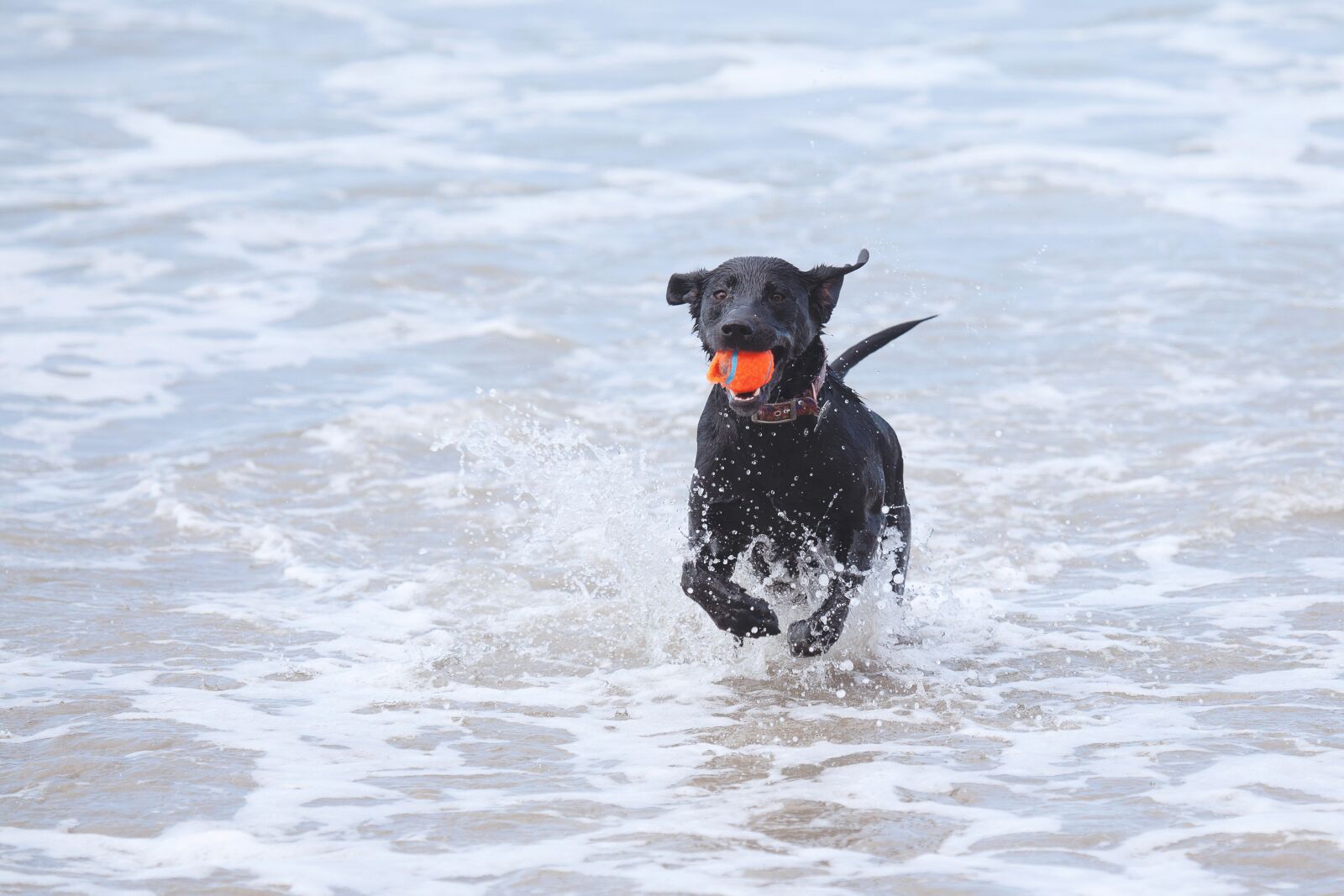 Canon EF 100-400mm F4.5-5.6L IS USM sample photo. Dog, beach, ball photography