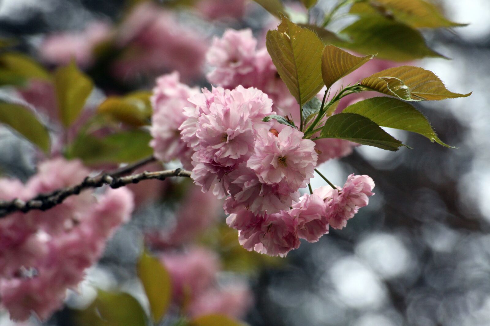 Canon EOS 50D sample photo. Fold cherry tree, cherry photography