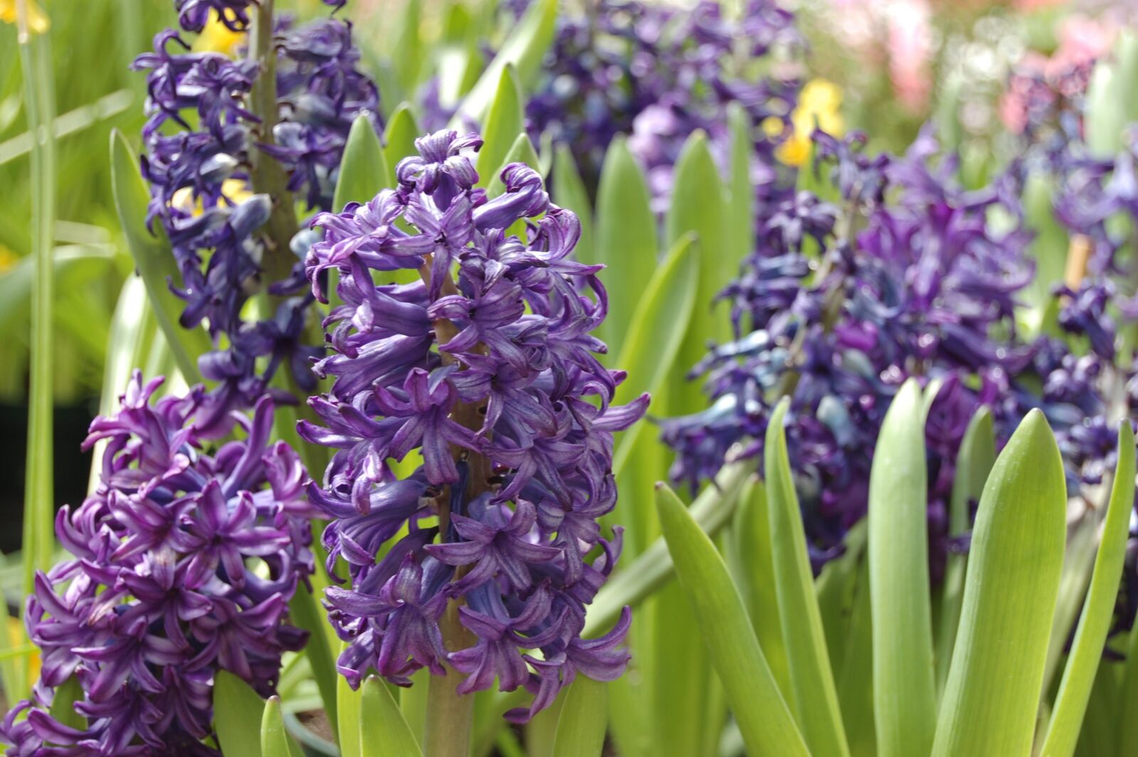 Nikon D40 sample photo. Hyacinth, bulb, purple photography