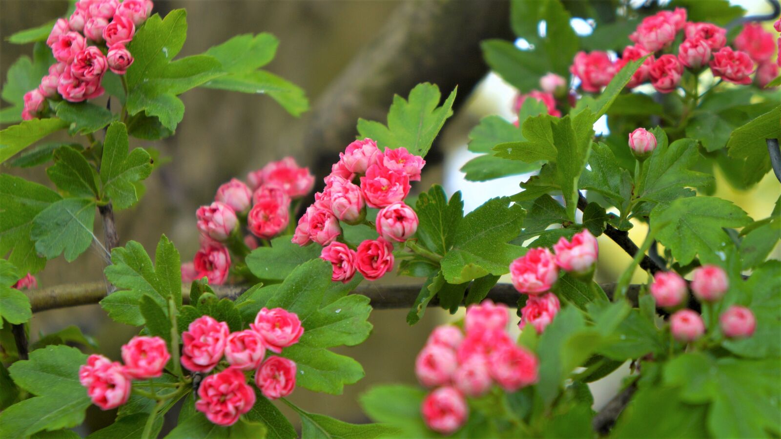 Sony Alpha a3000 + Sony E 18-55mm F3.5-5.6 OSS sample photo. Nature, plants, pink photography