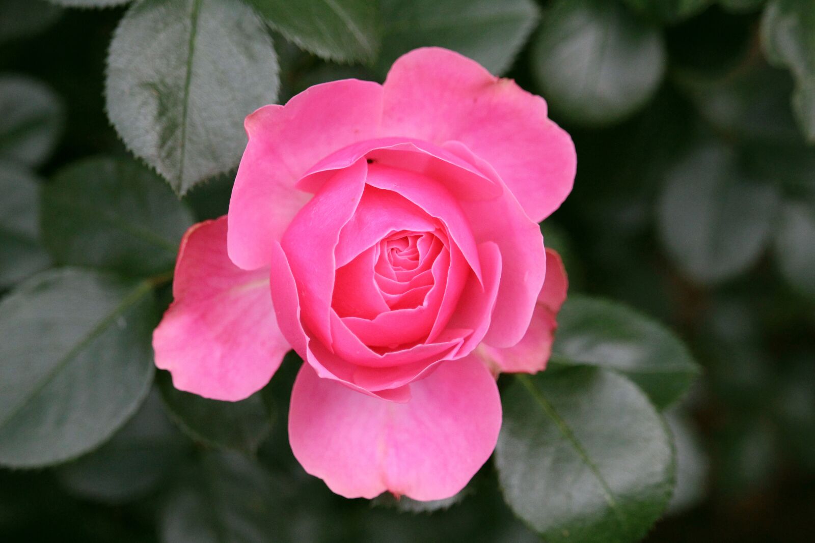 Canon EF-S 55-250mm F4-5.6 IS STM sample photo. Pink, noble, love photography