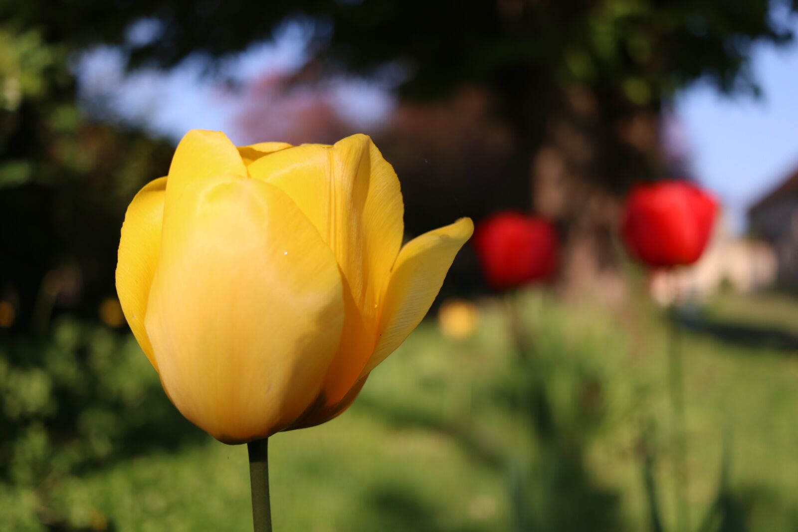 Canon EF-S 24mm F2.8 STM sample photo. Tulip, flower, flowers photography