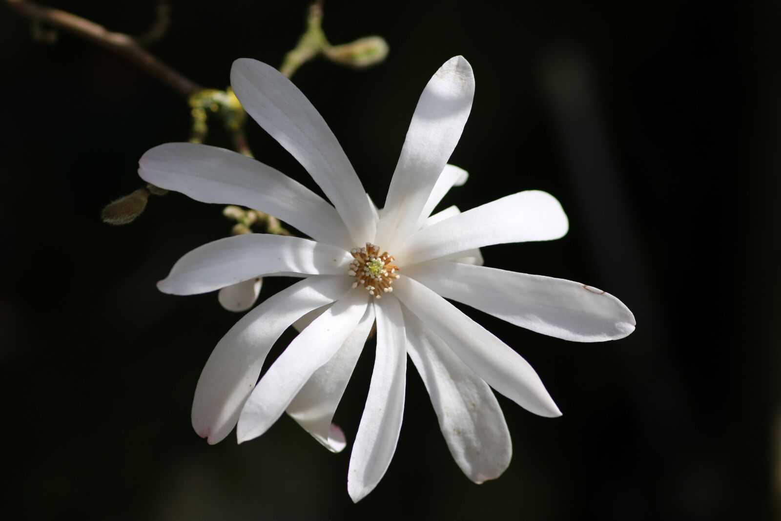 Canon EOS 70D sample photo. Magnolia stellata, flower, magnolia photography