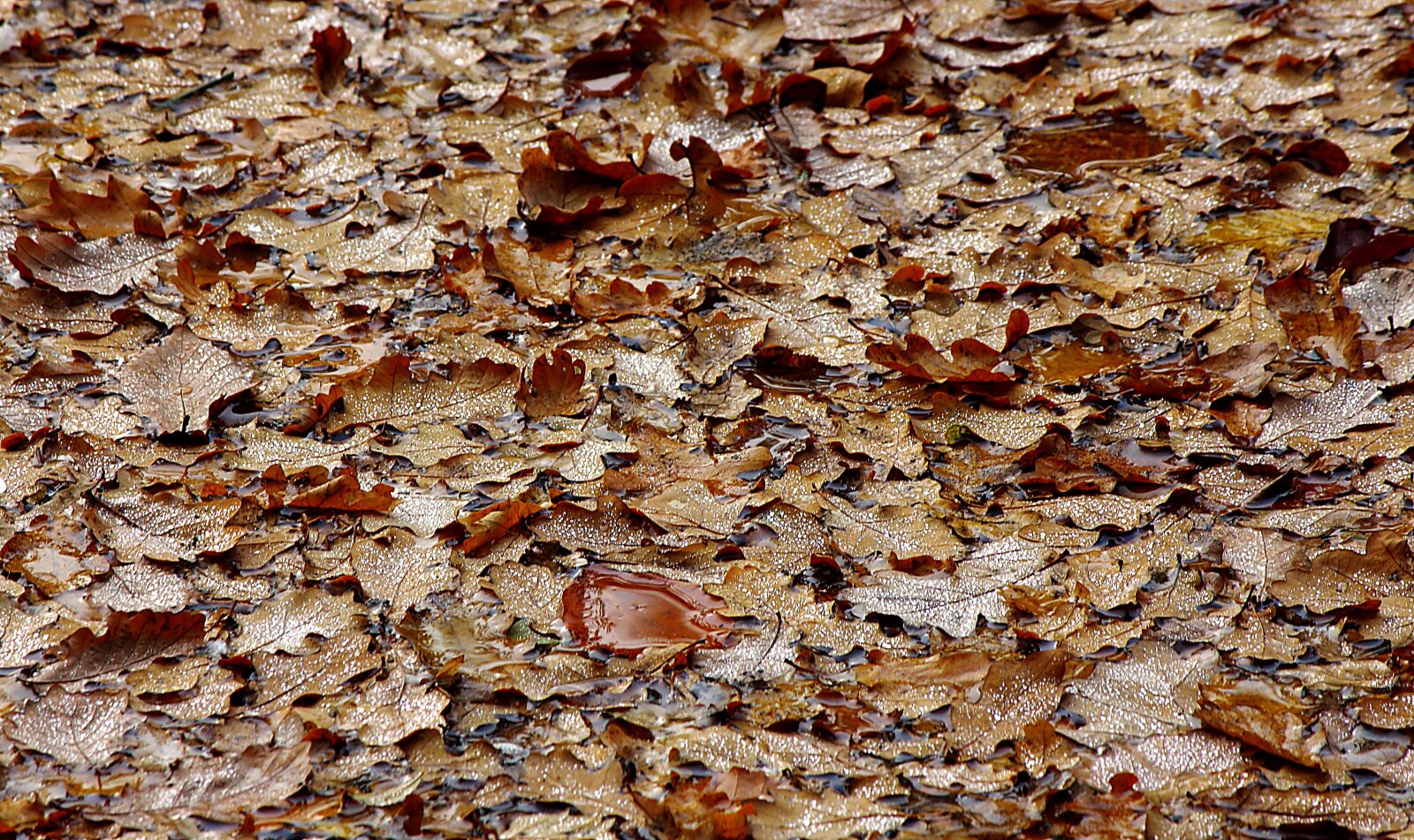Canon EOS 700D (EOS Rebel T5i / EOS Kiss X7i) sample photo. Leaves, autumn, fall foliage photography