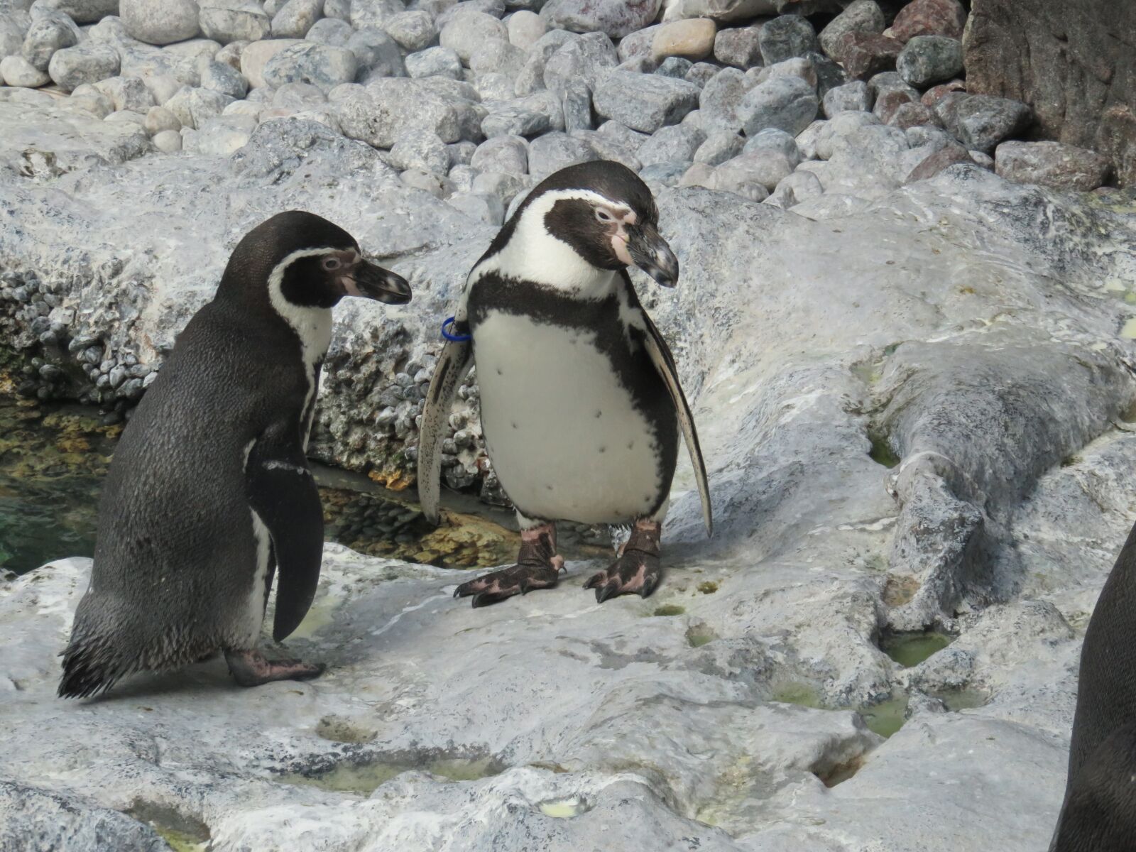 Canon PowerShot SX710 HS sample photo. Humboldt penguin, penguin, brookfield photography