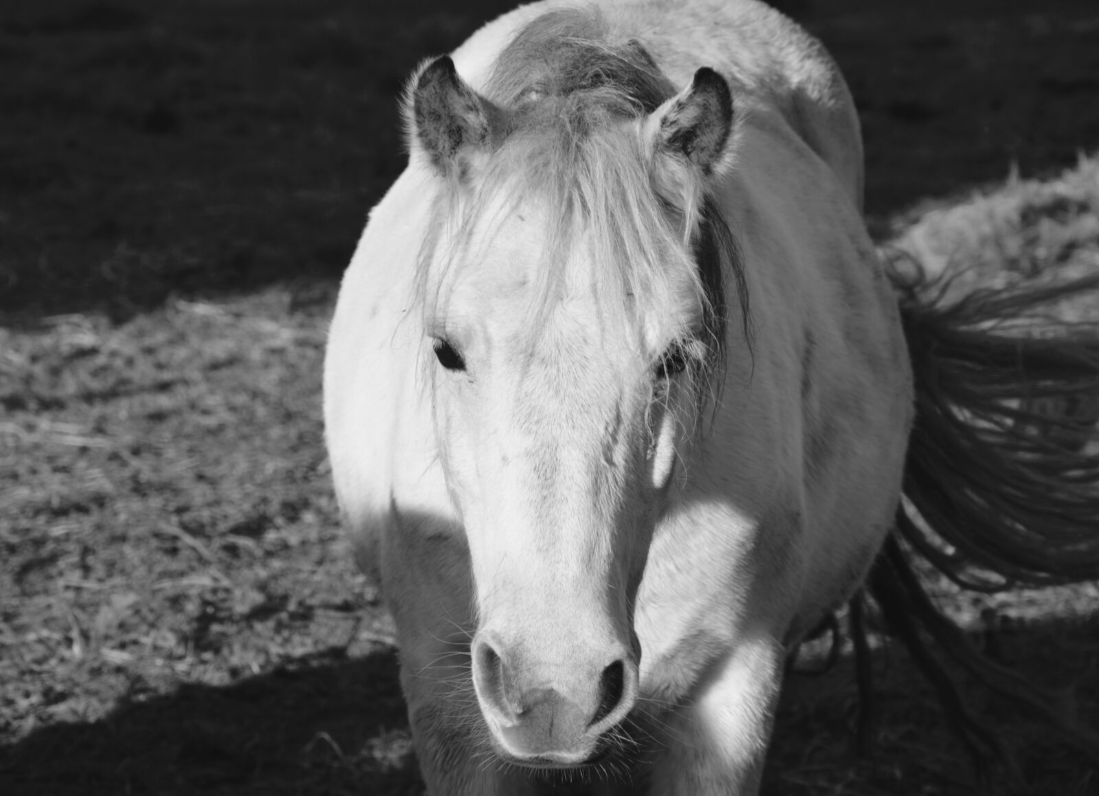 Nikon D5200 sample photo. Horse, equine, photo black photography