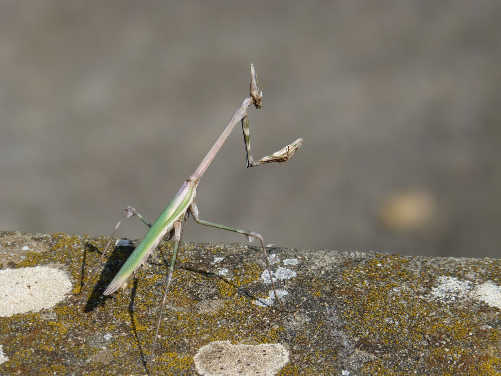 Panasonic DMC-FZ62 sample photo. Empusa, mantis, insect photography