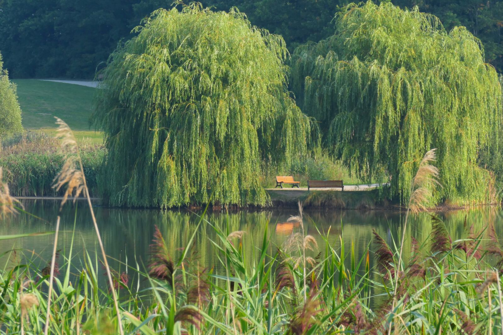Panasonic DC-FZ10002 sample photo. Gold-mountain lake, weeping willow photography