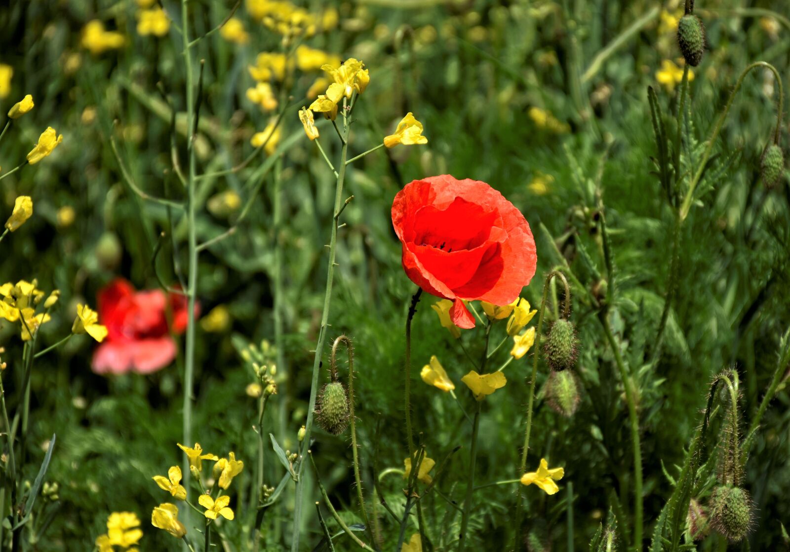 Nikon D7200 sample photo. Poppy, klatschmohn, oilseed rape photography